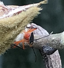 Dysdercus mimus