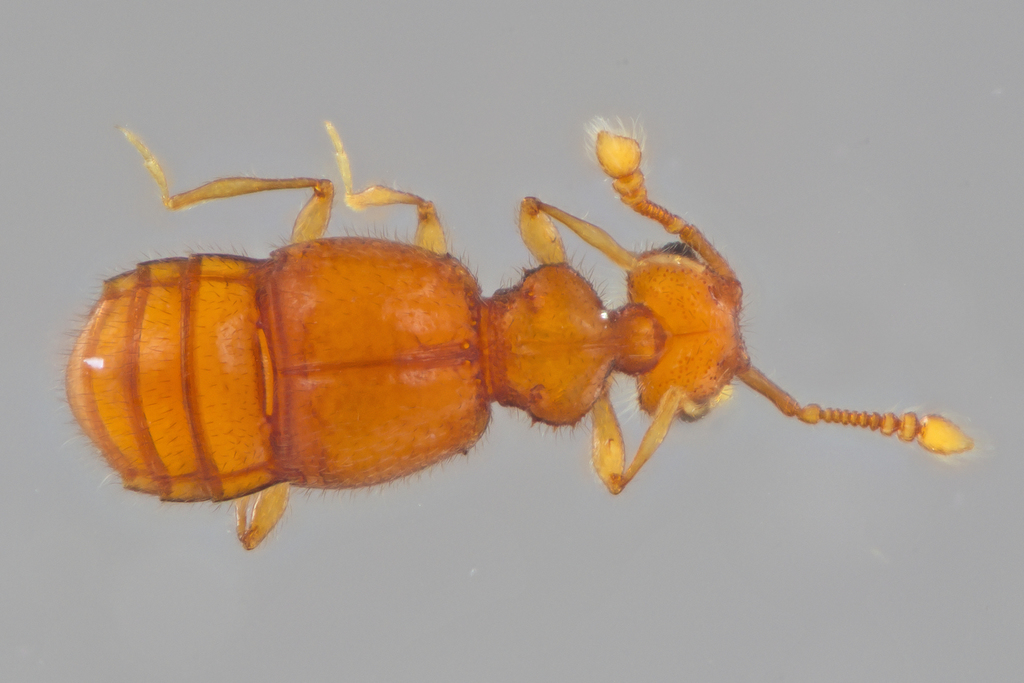 Rhexiina
