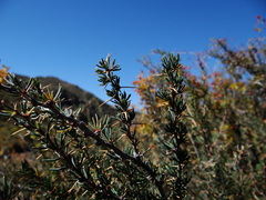 Berberis empetrifolia