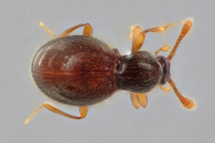 Brachycepsis