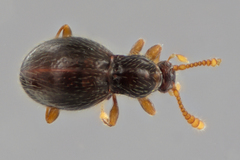 Brachycepsis