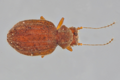 Dasycerus carolinensis