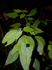 Boehmeria ramiflora