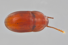 Catopocerus appalachianus