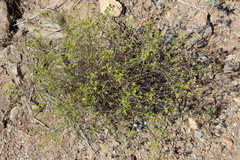 Gutierrezia californica