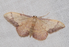 Idaea ostrinaria