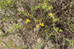 Gutierrezia californica