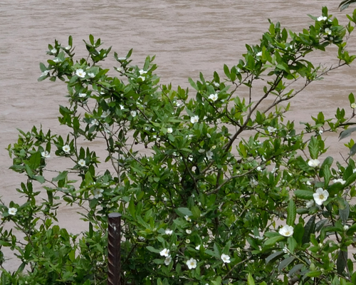 mišpuľa obyčajná (Crataegus germanica)