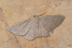Idaea distinctaria
