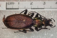Carabus koltzei