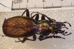 Carabus koltzei