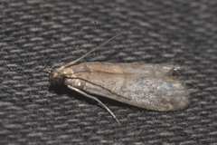 Ephestia woodiella