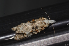 Phtheochroa rugosana
