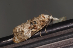 Phtheochroa rugosana