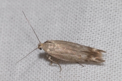 Scythris inertella