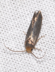 Cephimallota crassiflavella