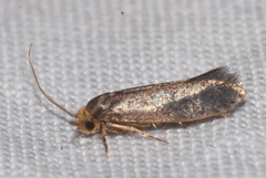 Cephimallota crassiflavella