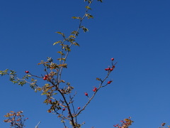 Rosa sicula