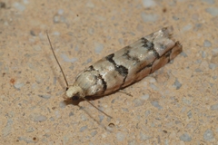 Blastesthia tessulatana