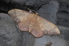 Idaea ostrinaria