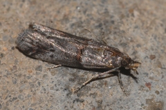 Acrobasis obliqua
