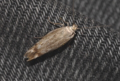 Scythris inertella