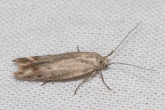 Scythris inertella