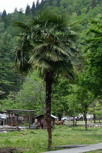 Trachycarpus fortunei