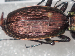 Carabus koltzei
