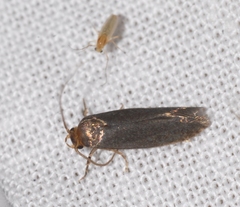 Cephimallota crassiflavella