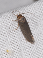 Cephimallota crassiflavella