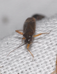 Plagiognathus reuterellus