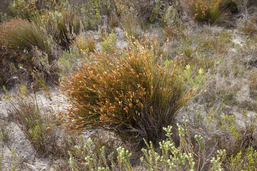 Image of Willdenowia teres by (c) Tony Rebelo, some rights reserved (CC BY-SA)