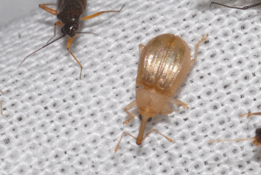 Derelomus piriformis