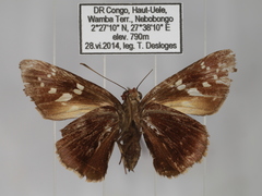 Caenides dacela