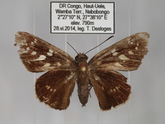 Caenides dacela
