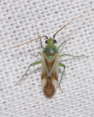 Megalodactylus macularubra