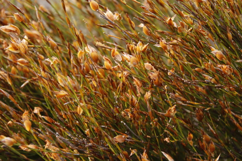 Image of Willdenowia teres by (c) Tony Rebelo, some rights reserved (CC BY-SA)