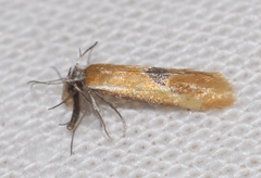 Batia lunaris