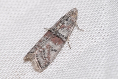 Merulempista turturella