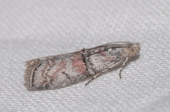 Merulempista turturella