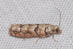 Blastesthia tessulatana