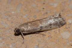 Ephestia woodiella