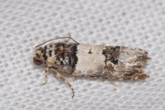 Epinotia thapsiana