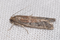 Ephestia woodiella