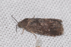 Grapholita funebrana