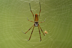 Nephila cornuta