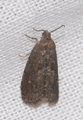 Grapholita funebrana