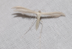 Pterophorus ischnodactyla