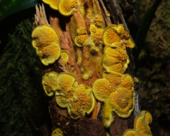 Pseudomerulius curtisii